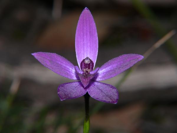 Glossadenia x tutelata - Hybrid Bluebeard.jpg